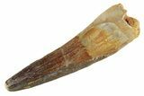 Fossil Spinosaurus Tooth - Real Dinosaur Tooth #347146-1